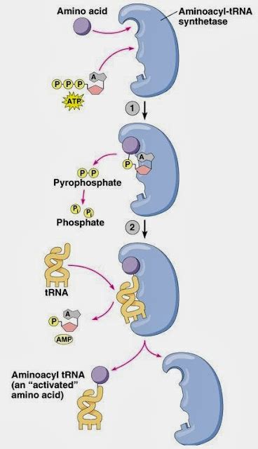 胺基酸tRNA合成酶(aminoacyl-tRNA synthetase) - 小小整理網站 Smallcollation