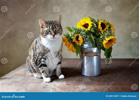 Cat and Sunflowers stock image. Image of artistic, shiny - 20911897