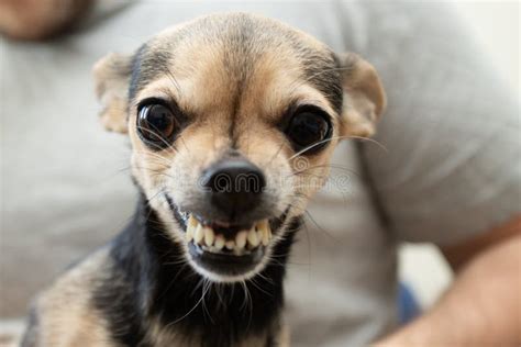 Aggressive Small Dog Breeds, Small Pet Bites, Dangerous Toy Terrier Stock Photo - Image of ...