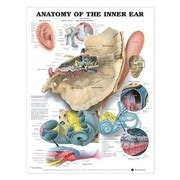 Anatomy of the Inner Ear - prohearingcare.com