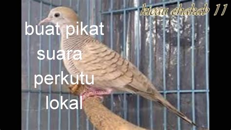 Suara burung perkutut - YouTube