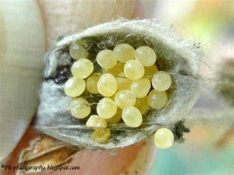 Spider Eggs | Nature, Cultural, and Travel Photography Blog