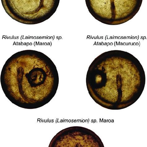 Representative embryos that have arrested development in diapause II... | Download Scientific ...