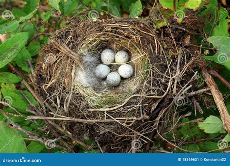 Bird nest with eggs stock image. Image of leaf, reproduction - 18369631