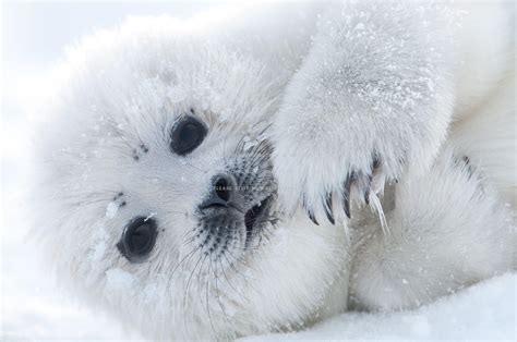 Cute Seal Wallpapers - Top Free Cute Seal Backgrounds - WallpaperAccess