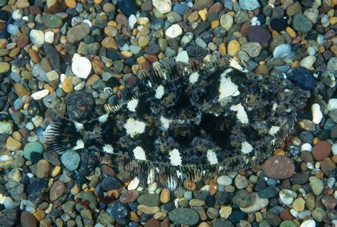 Pacific Sanddab Photograph by Richard Hansen - Fine Art America