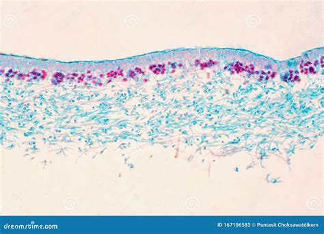 Lichen, Fungus, Cross Section Slide Under the Microscope View Stock ...