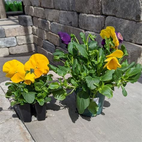 Pansy Assorted colours – Fiesta Gardens Store