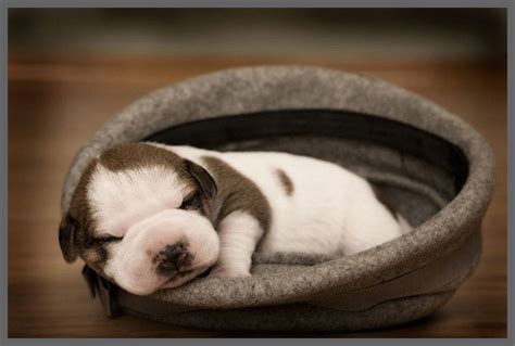 16 Cutest Sleeping Puppies - AmO Images - AmO Images