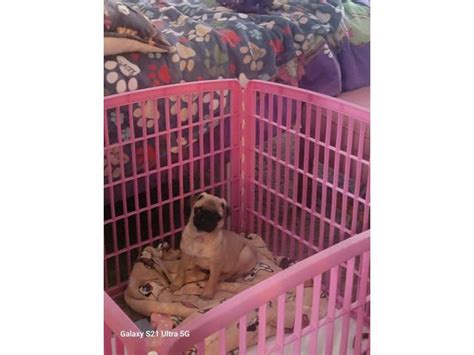 Fawn pug puppy Punxsutawney - Pennswoods Classifieds