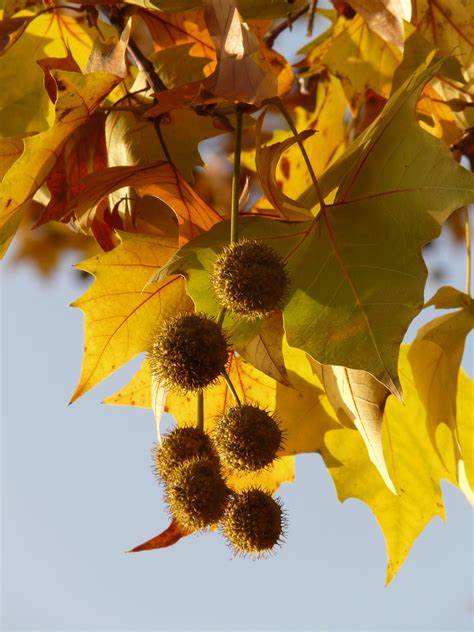 Leaves Maple-Leaved Plane Tree - Free photo on Pixabay - Pixabay