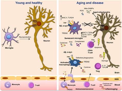 Frontiers | Immune aging, dysmetabolism, and inflammation in neurological diseases | Neuroscience
