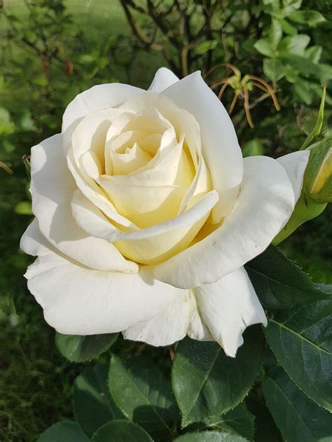 White Rose Flowers Photos | Best Flower Site