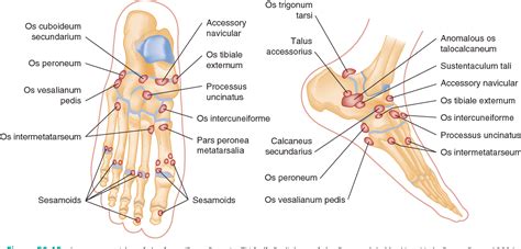 Figure 58-1 from CHAPTER 58 Ankle and Foot | Semantic Scholar