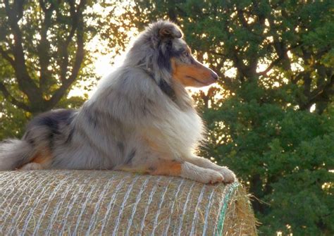 33 Sheltie Mixes! Huge-Hearted Herding Dogs!