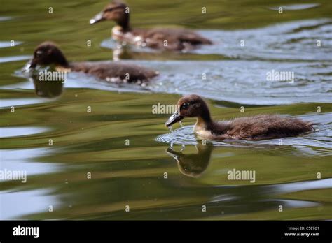 Ducklings swimming in a reservoir Stock Photo - Alamy