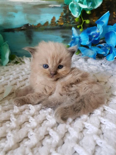 Mink Ragdoll kittens for sale. | in Church Village, Rhondda Cynon Taf ...