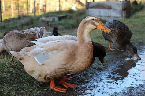 Saxony Duck - Raising Ducks