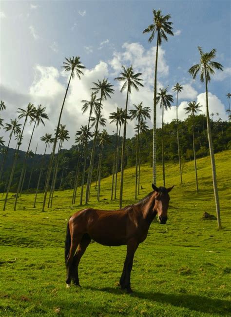 La vallée de Cocora, la région du café, Quindio Colombia. - Alexandre Bauer Photography