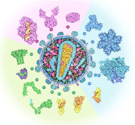 PDB-101: Learn: Flyers, Posters, & Calendars: Posters: The Structural ...