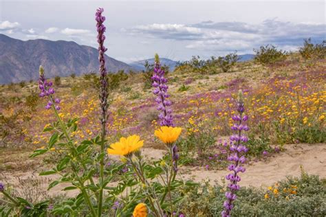 Breathtaking Anza Borrego Wildflowers In Full Bloom - Traveling The Globe