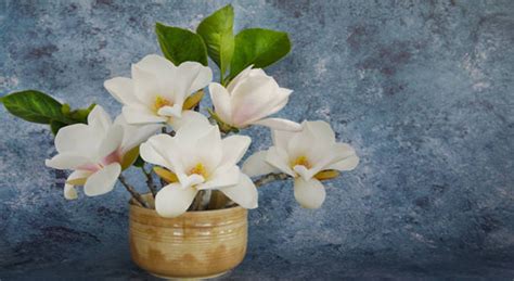 Magnolia Tree Care - How To Care for Magnolia Plants & Trees? - EmbraceGardening