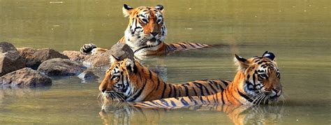 Tadoba National Park | Monkfoot Travels Pvt Ltd