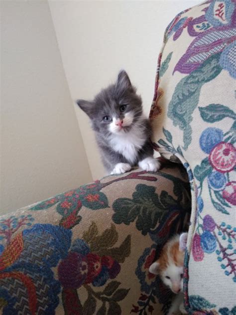 Cute Kittens For Adoption Near Ft. Worth (Dallas), Texas