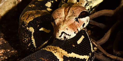 Boa constrictor | Smithsonian's National Zoo and Conservation Biology Institute