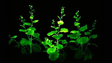 Scientists Create Alien-Looking Bioluminescent Plants Reminiscent of 'Avatar' Jungles