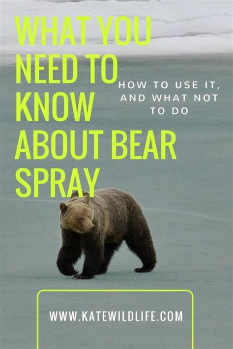 It's bear safety month! Also enter your email to get your free bear safety cheat sheet- with ...