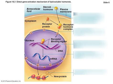 Intracellular receptors and direct gene activation Diagram | Quizlet