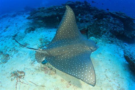 Scuba diving in Roatan | ZuBlu