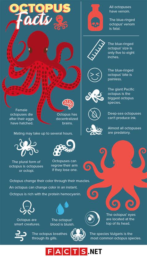 50 Surprising Octopus Facts You Probably Never Knew | Facts.net