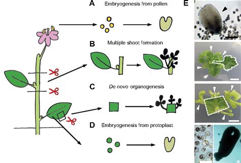 [PDF] Plant regeneration: cellular origins and molecular mechanisms | Semantic Scholar