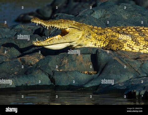 Nile crocodile (Crocodylus niloticus), Ngorongoro Conservation Area, Tanzania, Africa Stock ...