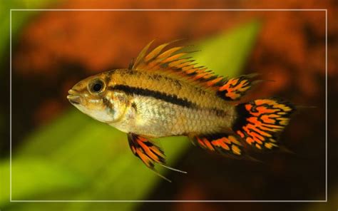 10 Kribensis Tank Mates - List of Compatible Species