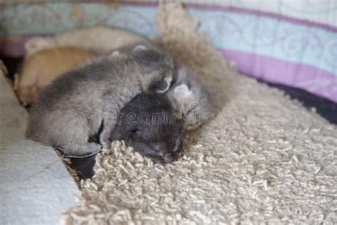 Newborn Kittens Sleeping on Bed Stock Image - Image of newborn, feline: 231149369