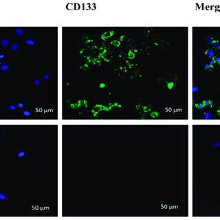 Immunofluorescence microscopy of the cell-surface antigenic marker... | Download Scientific Diagram