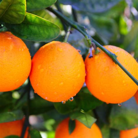 Dwarf Valencia Orange Tree | Buy Valencia Orange Trees | Citrus.com