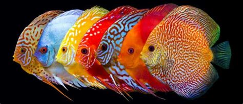 54 Discus Full-Color List – What Colors Do Discus Fish Come In? – Discus Rescue