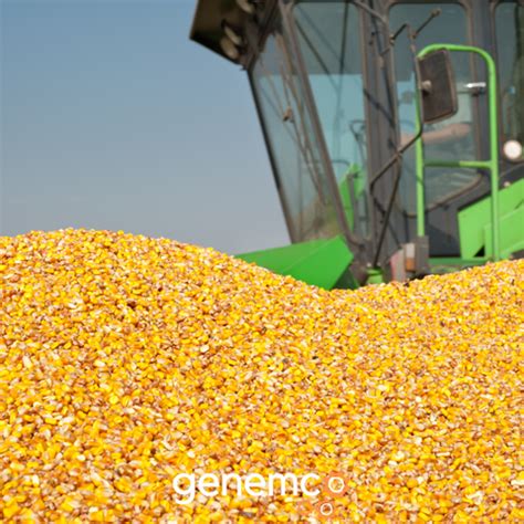 How to Process Corn on an Industrial Level