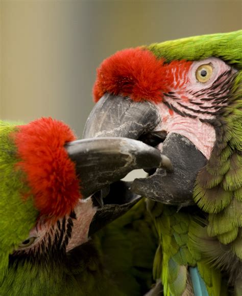 Military Macaw - Cougar Mountain Zoo