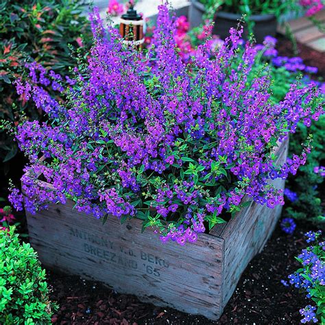 Angelonia -It's easy to grow and flowers profusely (AND IT'S PURPLE!) great plant for our dry ...