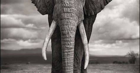 Nick Brandt, Elephant Drinking, Amboseli, 2007 | Edwynn Houk Gallery