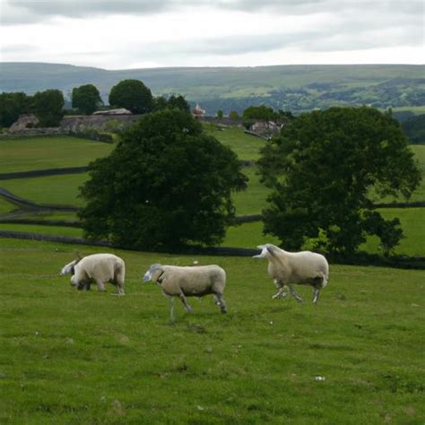 Wensleydale Sheep: The Majestic Breed of the Countryside
