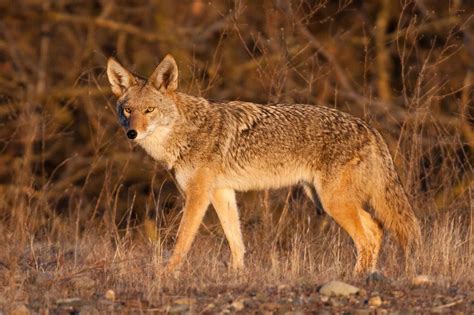 10 Cool Facts About Coyotes