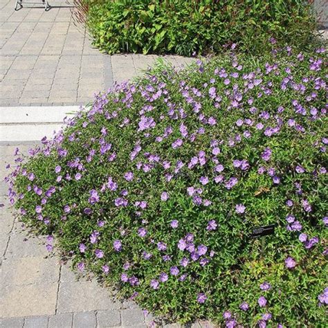 Geranium 'Rozanne' | Sun Perennials | Perennials | Plants & Flowers...