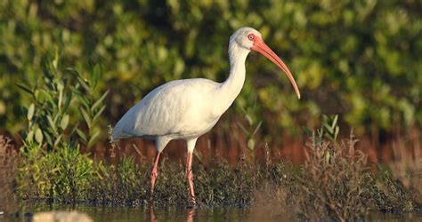 Similar Species to White Ibis, All About Birds, Cornell Lab of Ornithology