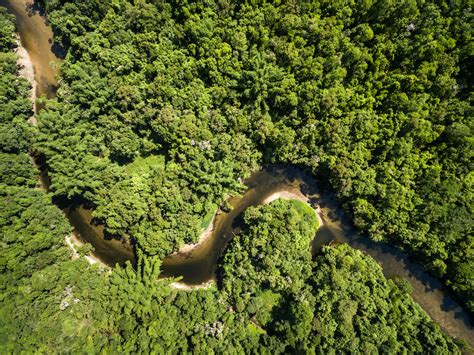 Tree rings reveal pre-colonial forest management in the Amazon - Earth.com